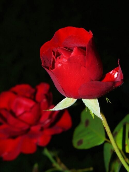 Gėlė raudona rožė