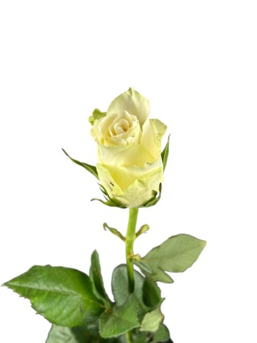 Skinta gėlė balta rožė